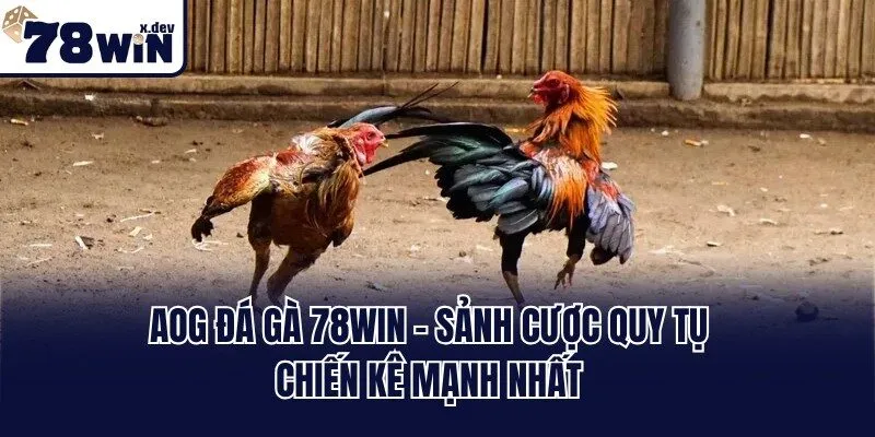AOG Đá Gà 78win - Sảnh Cược Quy Tụ Chiến Kê Mạnh Nhất 3 AOG Đá Gà 78win - Sảnh Cược Quy Tụ Chiến Kê Mạnh Nhất