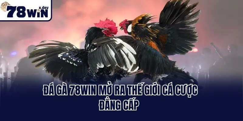Đá gà 78win mở ra thế giới cá cược đẳng cấp
