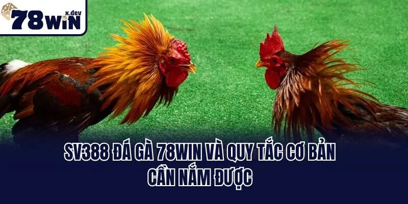 Sv388 Đá Gà 78win - Xem Chiến Kê Thomo Trực Tiếp Full HD 2 Sv388 Đá Gà 78win và quy tắc cơ bản cần nắm được
