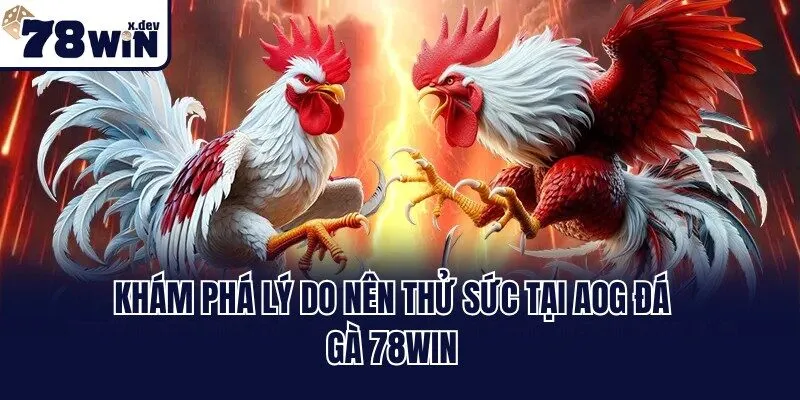 AOG Đá Gà 78win - Sảnh Cược Quy Tụ Chiến Kê Mạnh Nhất 2 Khám phá lý do nên thử sức tại AOG đá gà 78win
